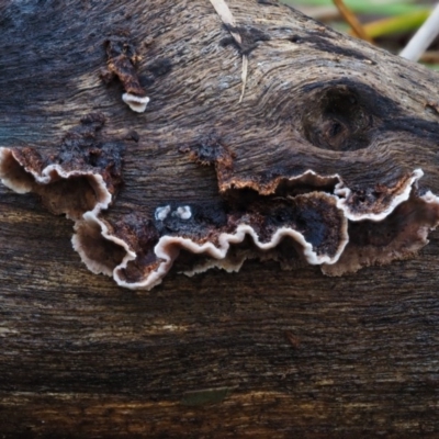 Xylobolus illudens (Purplish Stereum) at Lower Cotter Catchment - 5 Aug 2016 by KenT