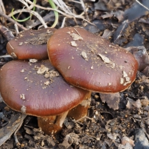 Cortinarius sp. at Cotter River, ACT - 5 Aug 2016