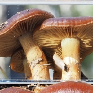 Cortinarius sp. at Cotter River, ACT - 5 Aug 2016