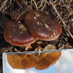 Cortinarius sp. at Cotter River, ACT - 5 Aug 2016