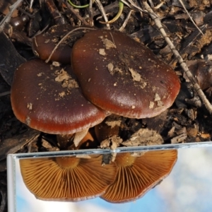 Cortinarius sp. at Cotter River, ACT - 5 Aug 2016