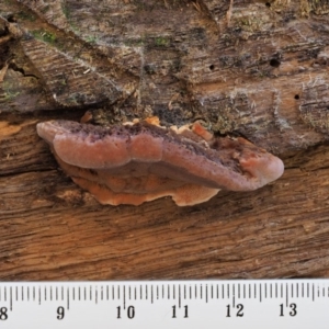 Rhodofomitopsis lilacinogilva complex at Cotter River, ACT - 5 Aug 2016