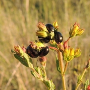 Chrysolina quadrigemina at Tennent, ACT - 10 Nov 2014