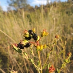 Chrysolina quadrigemina at Tennent, ACT - 10 Nov 2014