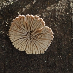 Schizophyllum commune (Split Gill Fungus) at Cotter River, ACT - 5 Aug 2016 by KenT