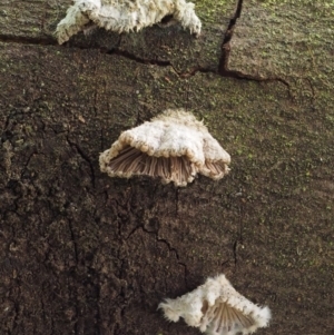 Schizophyllum commune at Cotter River, ACT - 5 Aug 2016