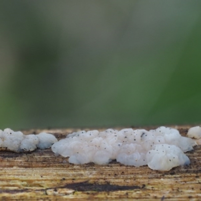 Gelatinous, on wood – genus uncertain at Lower Cotter Catchment - 5 Aug 2016 by KenT