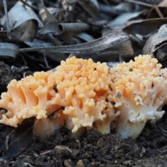 Ramaria sp. (A Coral fungus) at Lower Cotter Catchment - 4 Aug 2016 by KenT