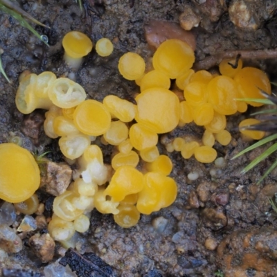 Phaeohelotium (Discinella terrestris aggregate) at Cotter River, ACT - 5 Aug 2016 by KenT