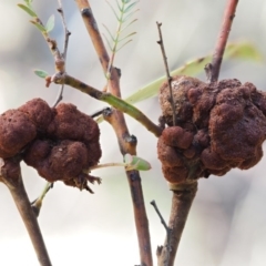 Uromycladium murphyi (Acacia gall rust) at Cotter River, ACT - 5 Aug 2016 by KenT