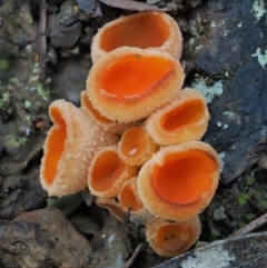 Aleuria sp. (An Orange peel fungus) at Lower Cotter Catchment - 4 Aug 2016 by KenT