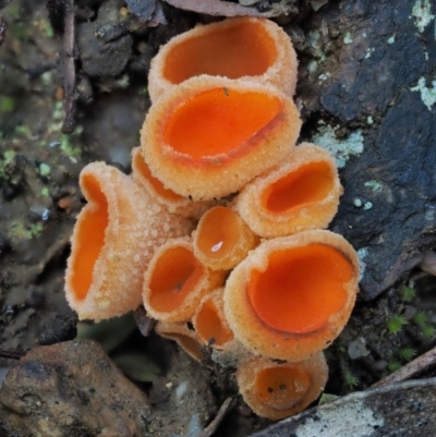 Aleuria sp. (genus) (An Orange peel fungus) at Cotter River, ACT - 4 Aug 2016 by KenT