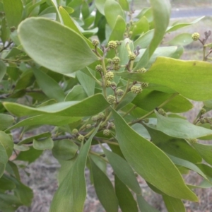 Acacia melanoxylon at Campbell, ACT - 22 Aug 2016