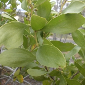 Acacia melanoxylon at Campbell, ACT - 22 Aug 2016