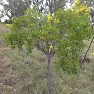 Acacia melanoxylon at Campbell, ACT - 22 Aug 2016