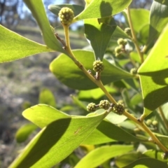 Acacia melanoxylon at Campbell, ACT - 22 Aug 2016