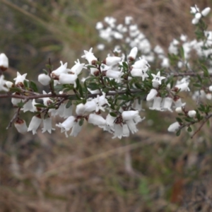 Cryptandra amara at Campbell, ACT - 22 Aug 2016