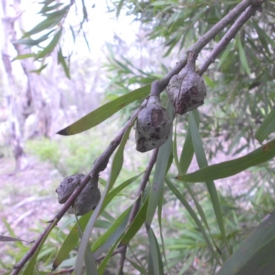 Hakea salicifolia (Willow-leaved Hakea) at Legacy Park Woodland Reserve - 22 Aug 2016 by SilkeSma