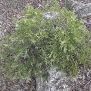 Billardiera scandens at Campbell, ACT - 22 Aug 2016 09:39 AM