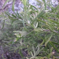 Billardiera scandens at Campbell, ACT - 22 Aug 2016 09:39 AM