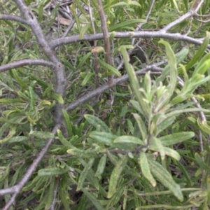 Billardiera scandens at Campbell, ACT - 22 Aug 2016 09:39 AM