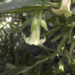 Billardiera scandens at Campbell, ACT - 22 Aug 2016 09:39 AM