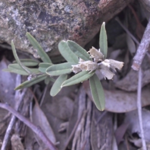 Hovea heterophylla at Campbell, ACT - 22 Aug 2016 09:40 AM