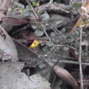 Bossiaea buxifolia at Campbell, ACT - 22 Aug 2016