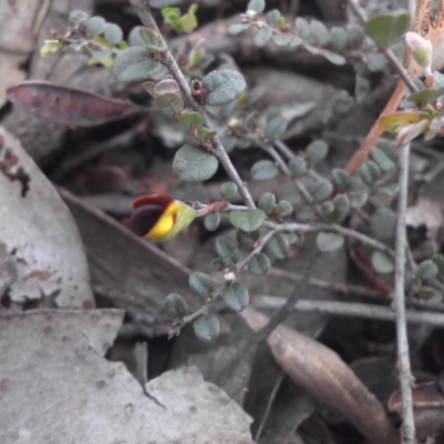 Bossiaea buxifolia (Matted Bossiaea) at Campbell, ACT - 21 Aug 2016 by SilkeSma