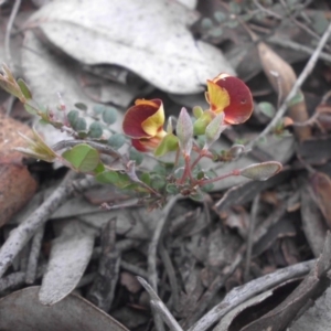 Bossiaea buxifolia at Campbell, ACT - 22 Aug 2016 09:42 AM