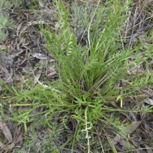 Gazania x splendens at Campbell, ACT - 22 Aug 2016 10:09 AM