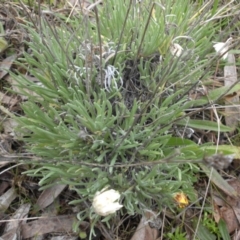 Leucochrysum albicans subsp. tricolor (Hoary Sunray) at Campbell, ACT - 22 Aug 2016 by SilkeSma