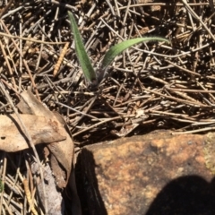 Caladenia sp. (A Caladenia) at Canberra Central, ACT - 19 Aug 2016 by petersan