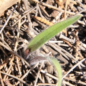 Caladenia sp. at Canberra Central, ACT - suppressed