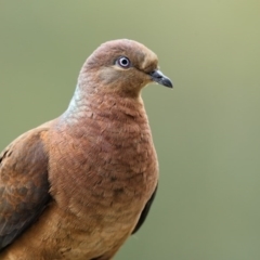 Macropygia phasianella (Brown Cuckoo-dove) at Merimbula, NSW - 22 Aug 2016 by Leo