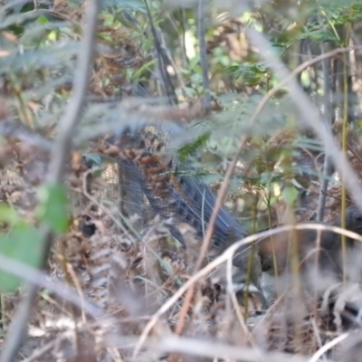 Menura novaehollandiae (Superb Lyrebird) at Paddys River, ACT - 25 Jun 2016 by ArcherCallaway