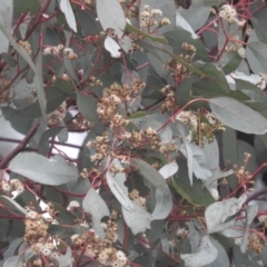 Eucalyptus polyanthemos (Red Box) at Fadden, ACT - 29 Jul 2016 by ArcherCallaway