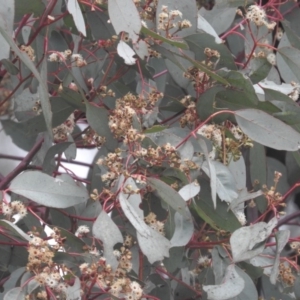 Eucalyptus polyanthemos at Fadden, ACT - 30 Jul 2016