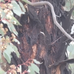 Eucalyptus polyanthemos at Fadden, ACT - 30 Jul 2016