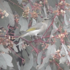 Eucalyptus polyanthemos at Fadden, ACT - 30 Jul 2016