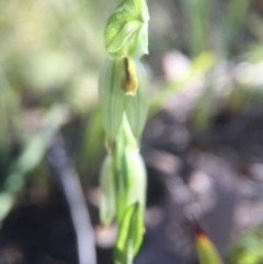 Bunochilus umbrinus (ACT) = Pterostylis umbrina (NSW) (Broad-sepaled Leafy Greenhood) by JasonC