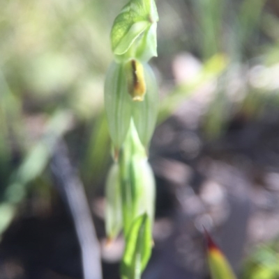 Bunochilus umbrinus (ACT) = Pterostylis umbrina (NSW) (Broad-sepaled Leafy Greenhood) at  - suppressed by JasonC