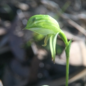 Bunochilus umbrinus (ACT) = Pterostylis umbrina (NSW) at suppressed - 22 Aug 2016