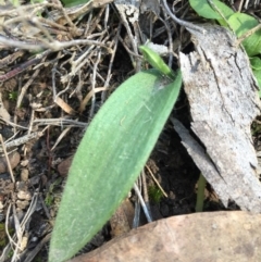 Glossodia major (Wax Lip Orchid) at Acton, ACT - 22 Aug 2016 by JasonC