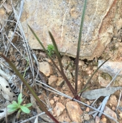 Thelymitra sp. (A Sun Orchid) at Acton, ACT - 22 Aug 2016 by JasonC