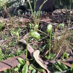 Pterostylis nutans (Nodding Greenhood) at Acton, ACT - 22 Aug 2016 by JasonC