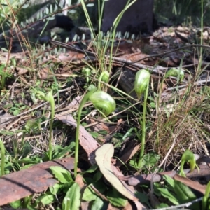 Pterostylis nutans at Acton, ACT - 22 Aug 2016