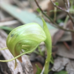 Pterostylis nutans at Acton, ACT - suppressed