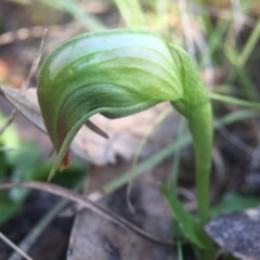 Pterostylis nutans at Acton, ACT - 22 Aug 2016