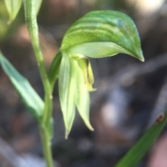 Bunochilus umbrinus (ACT) = Pterostylis umbrina (NSW) (Broad-sepaled Leafy Greenhood) by JasonC